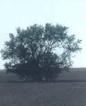 lonetree.jpg (33076 bytes)